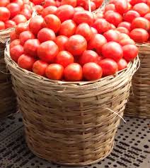 Premium Tomatoes